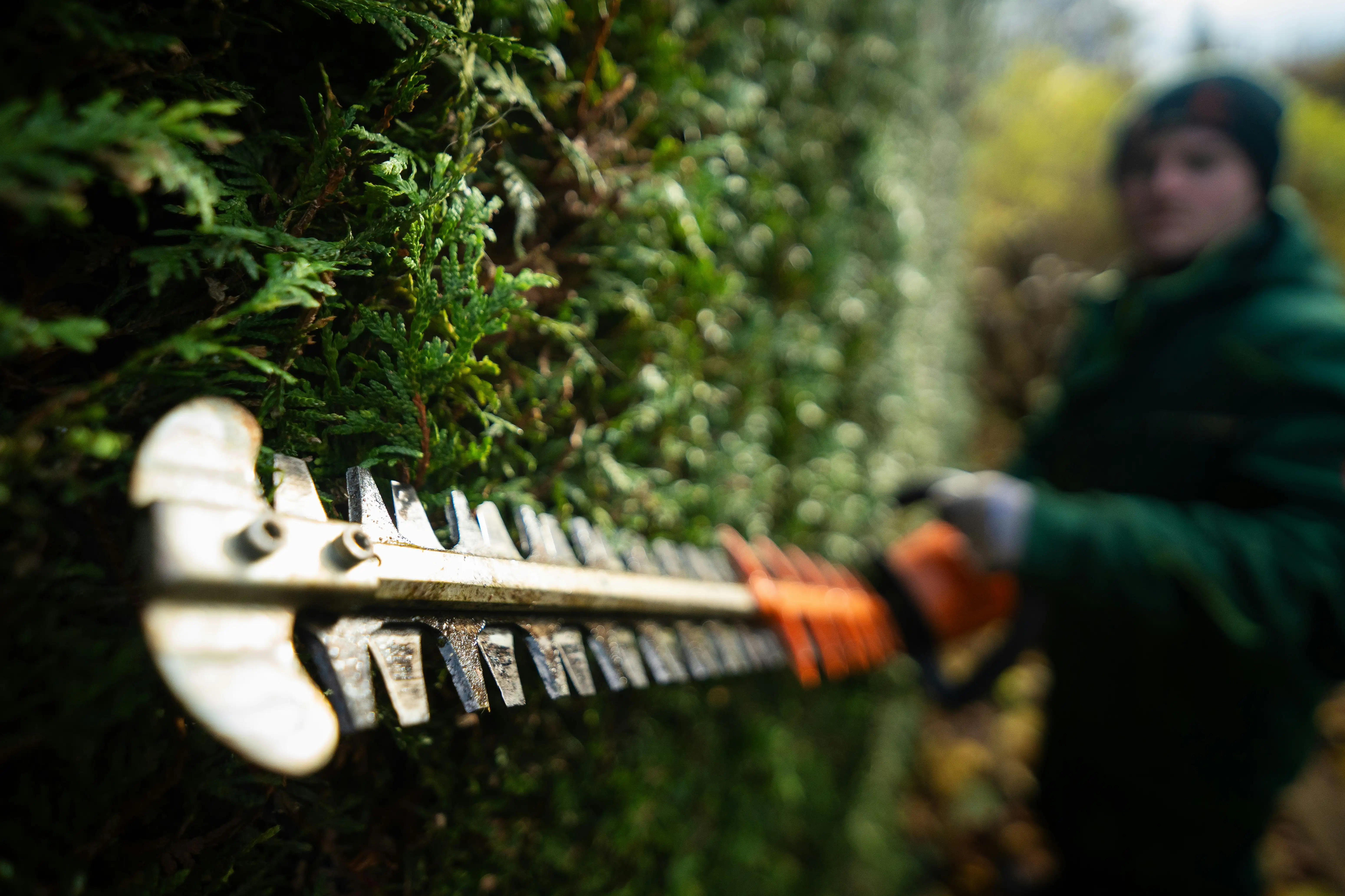 Bush Trimming Service