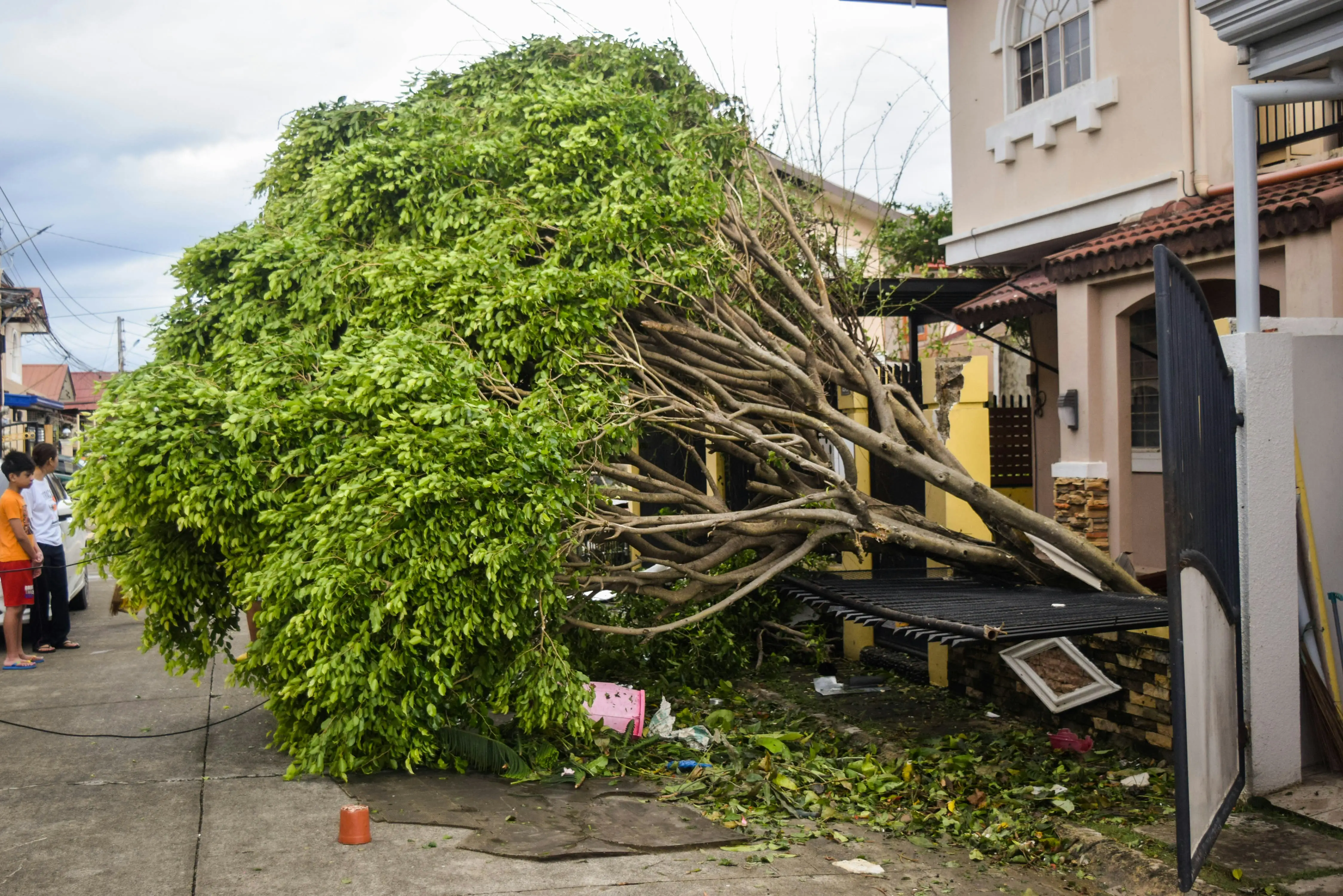 Emergency Tree Removal