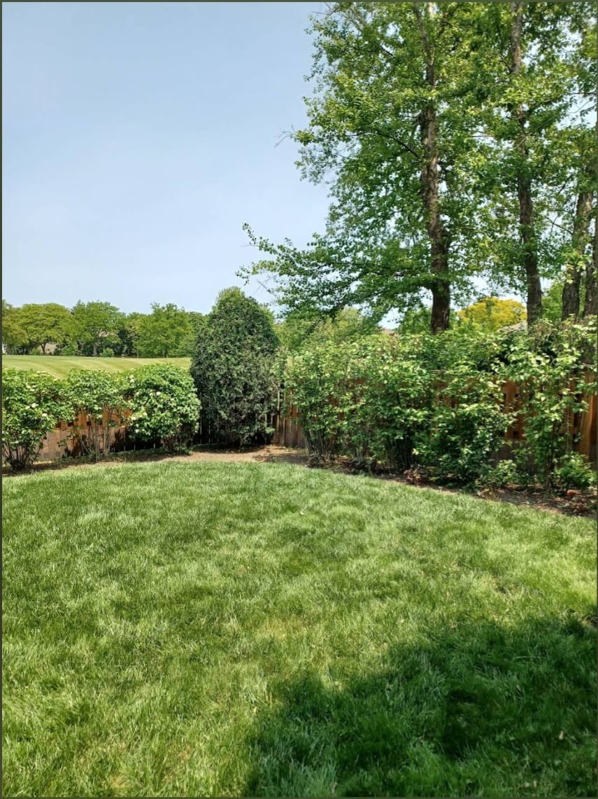 Large tree removal