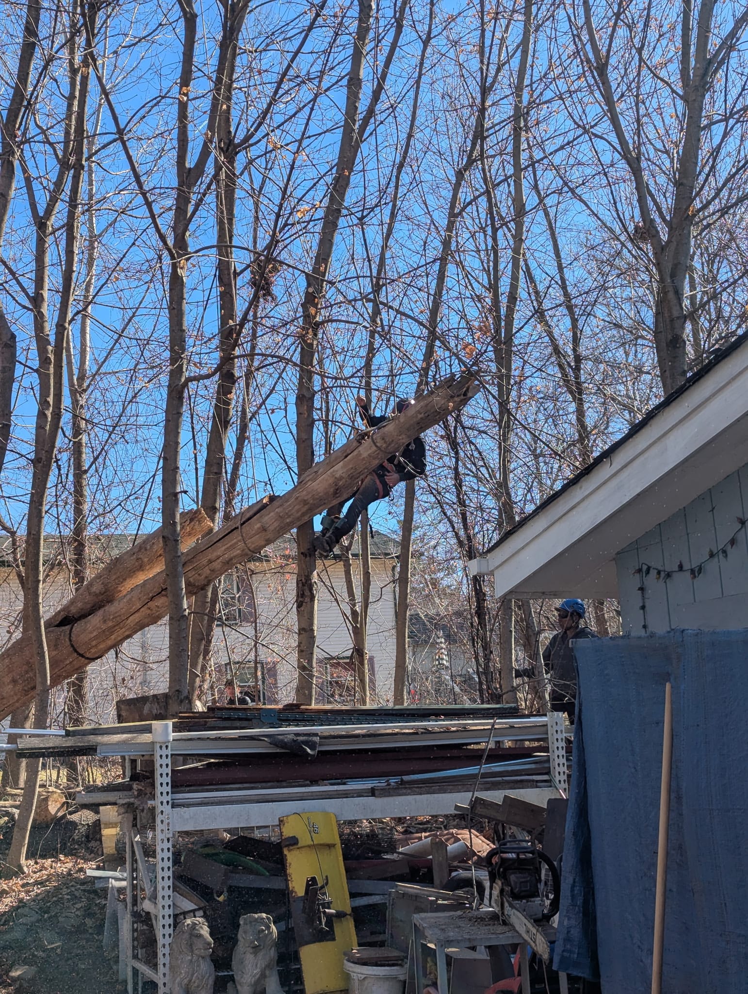 Tree service team