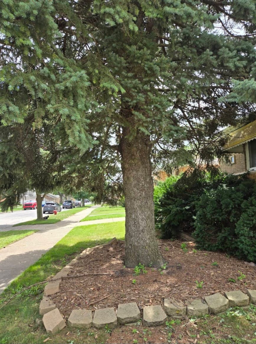 Tree pruning