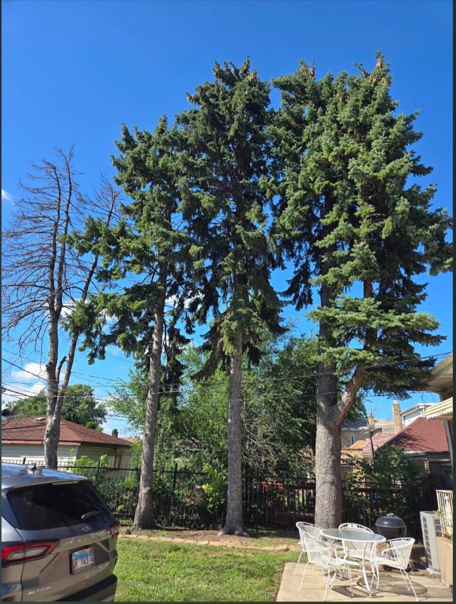 Storm cleanup