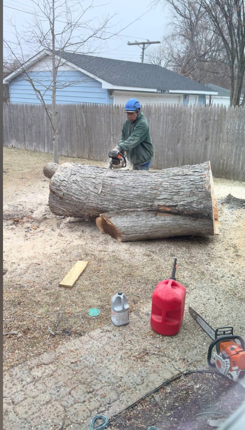Arborist at work