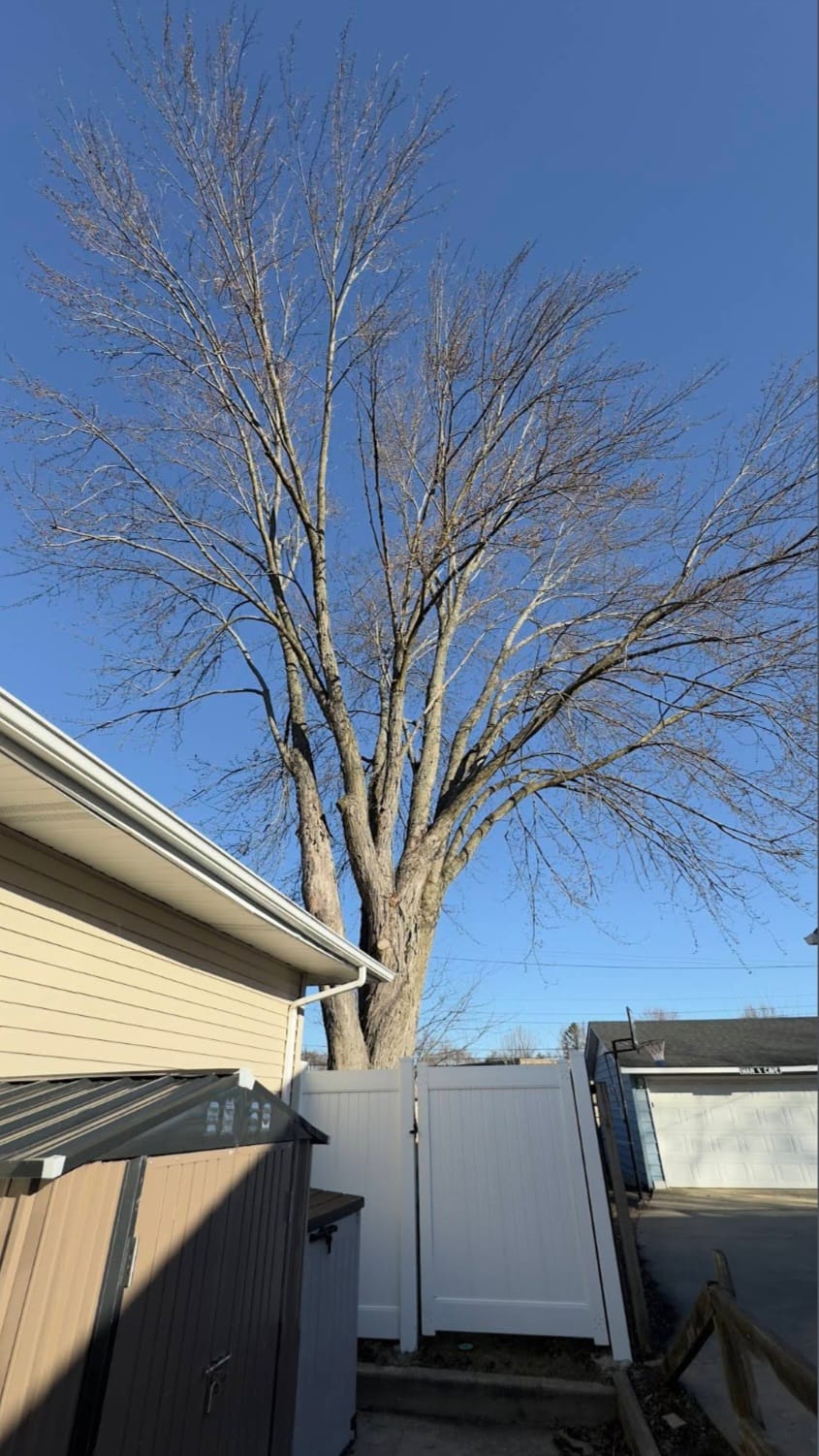 Commercial tree removal