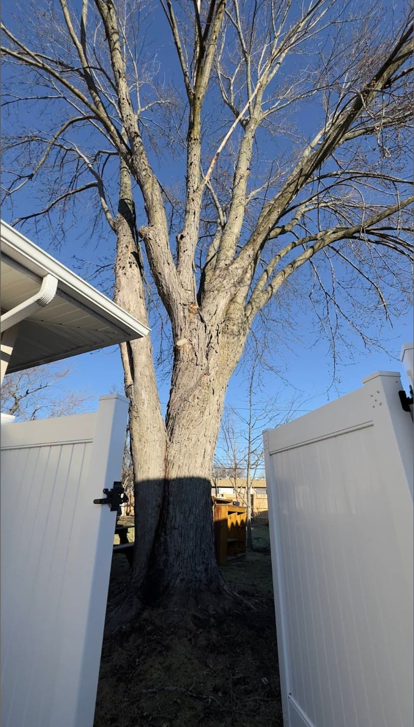 Tree cabling