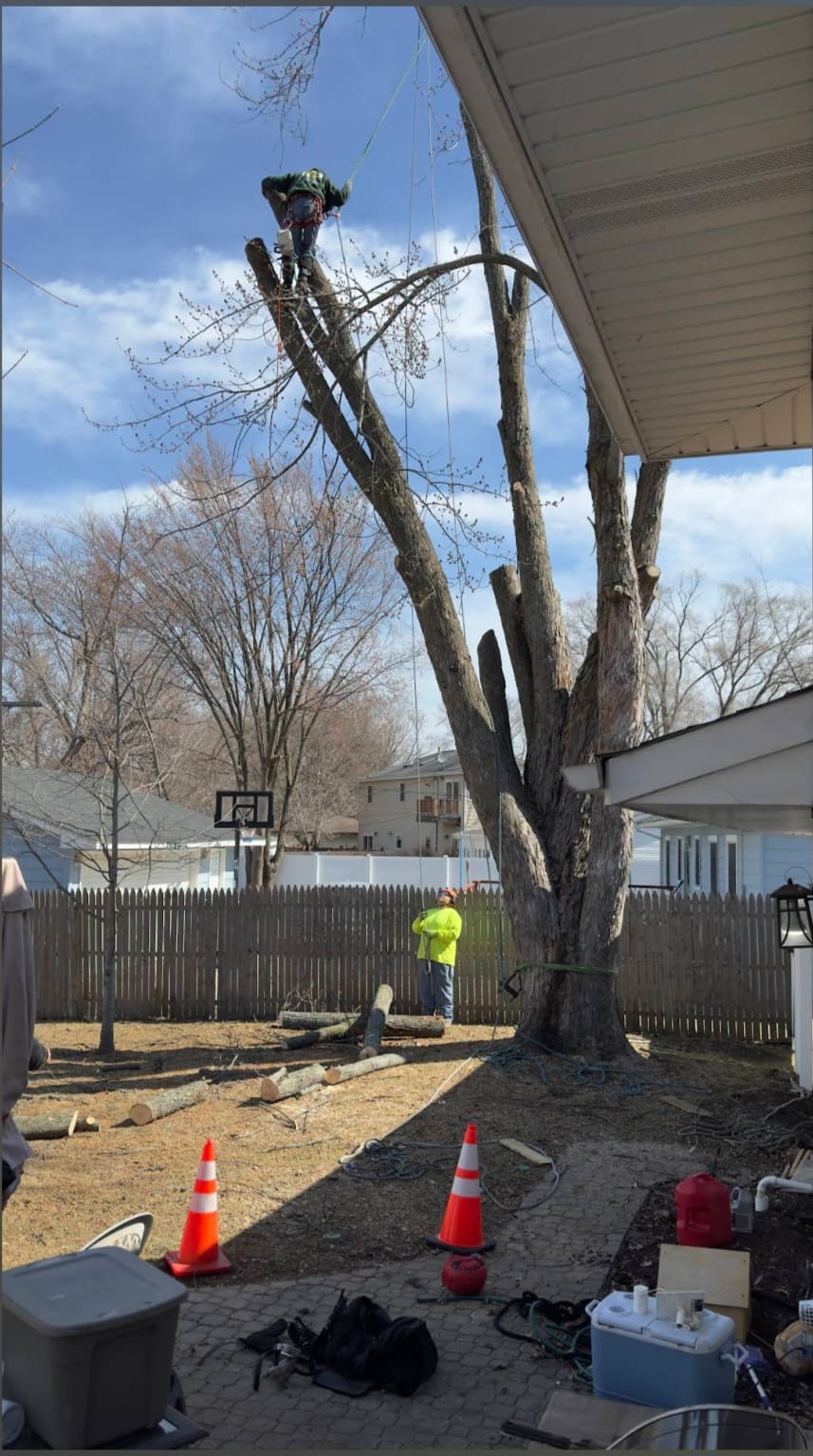 Emergency branch removal