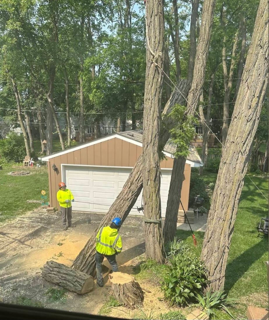 Stump grinding