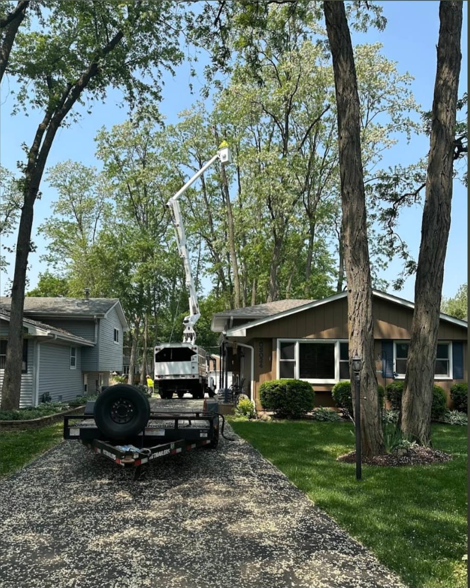 Tree health assessment