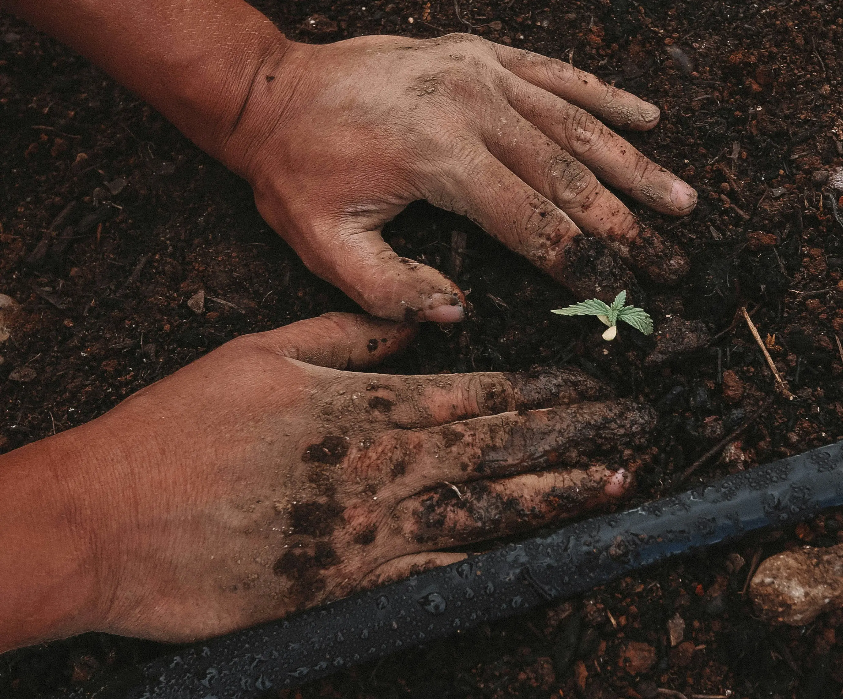 Tree Planting Service
